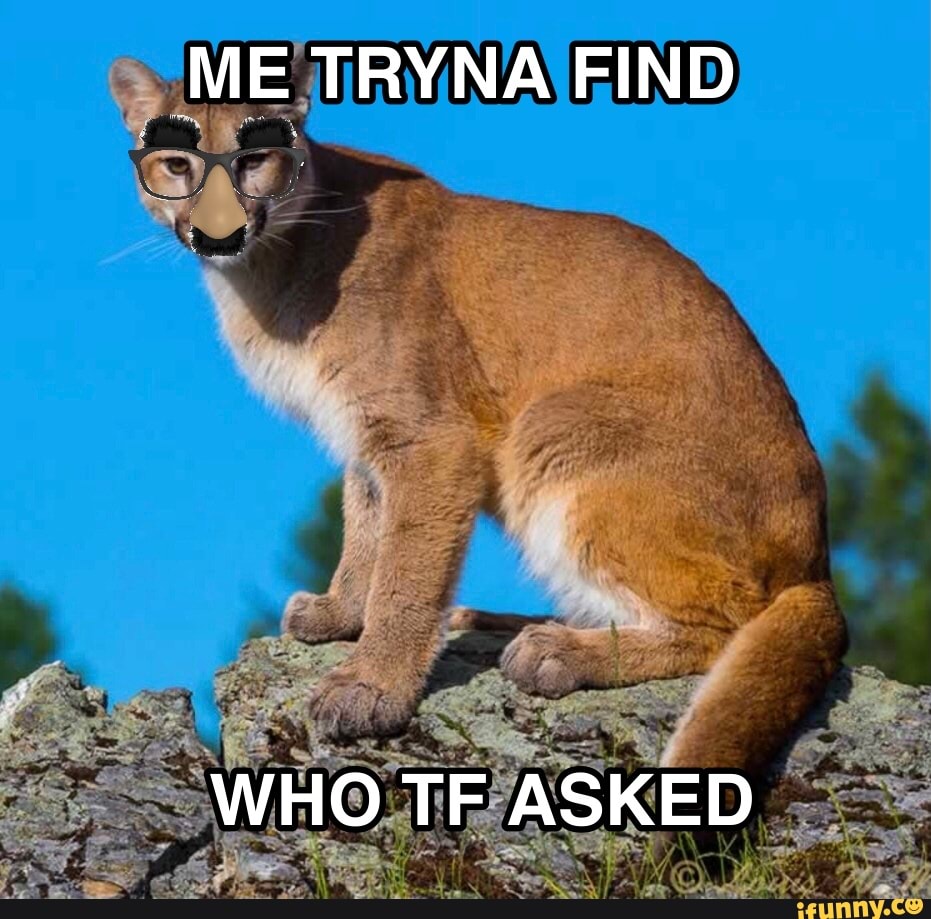 ME TRYNA FIND WHO TF ASKED - iFunny