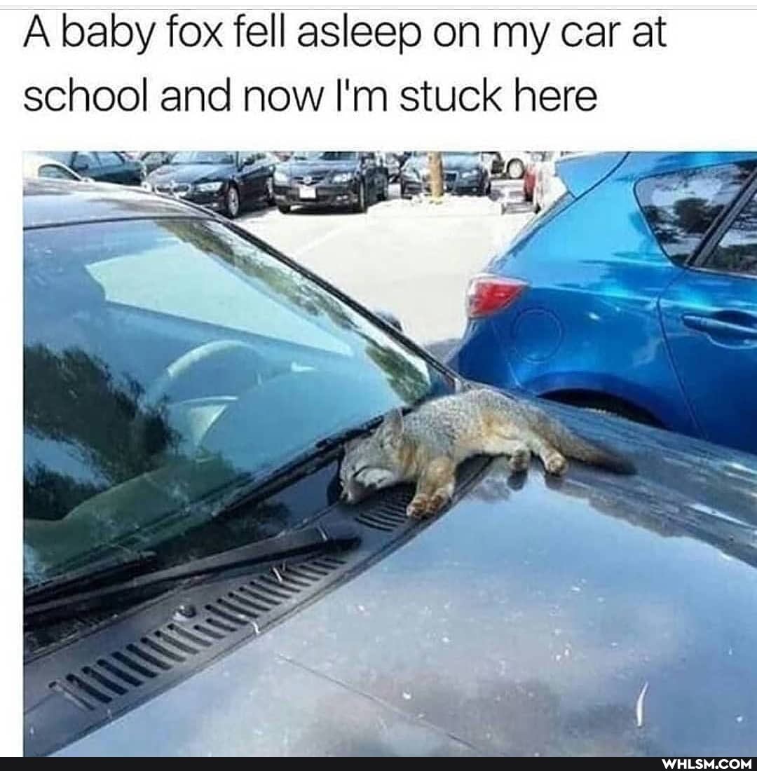 A baby fox fell asleep on my car at school and now I'm stuck here