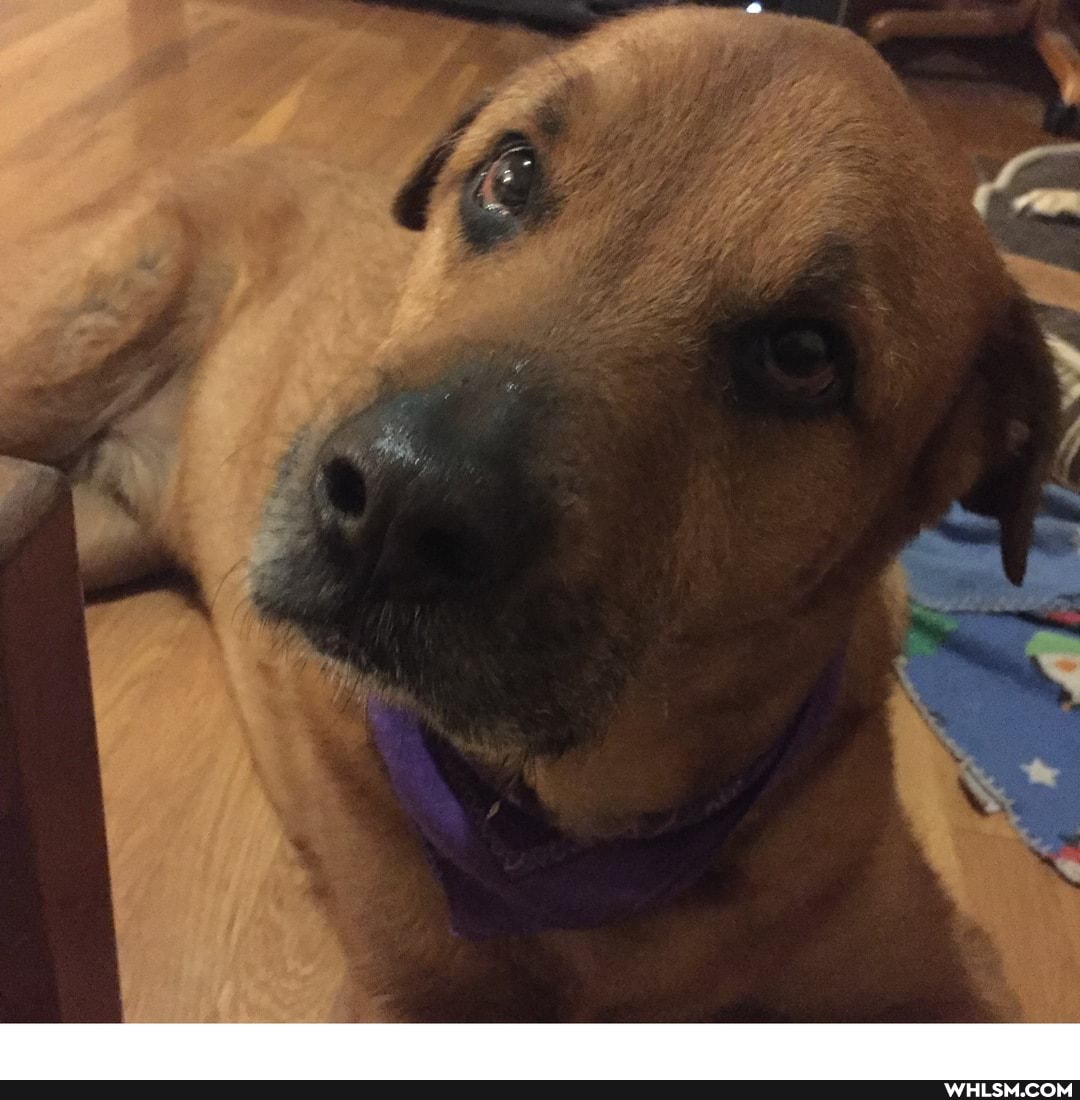 informative, help_me_imgur, advice_animals, dogs_are_the_best_people