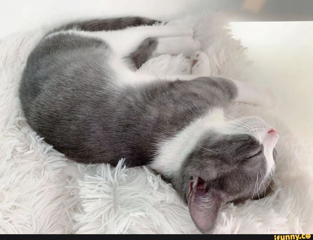 Cat_kneading memes. Best Collection of funny Cat_kneading pictures on