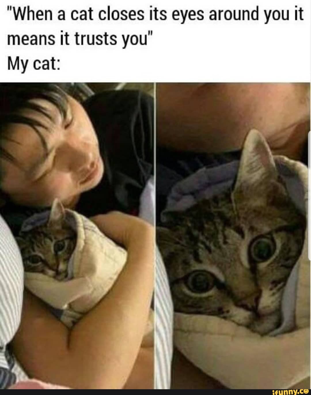 "When a cat closes its eyes around you it
means it trusts you"
My cat: