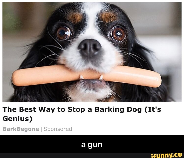The Best Way to Stop a Barking Dog (It's Genius) a gun iFunny
