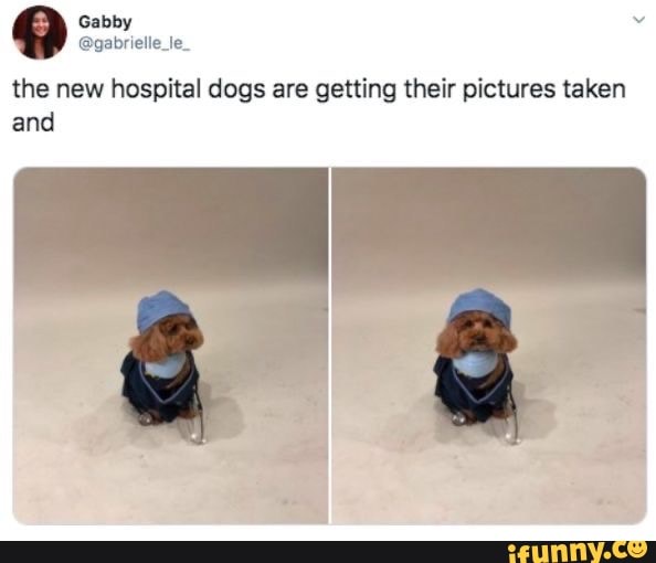 Gebby
the new hospital dogs are getting their pictures taken and