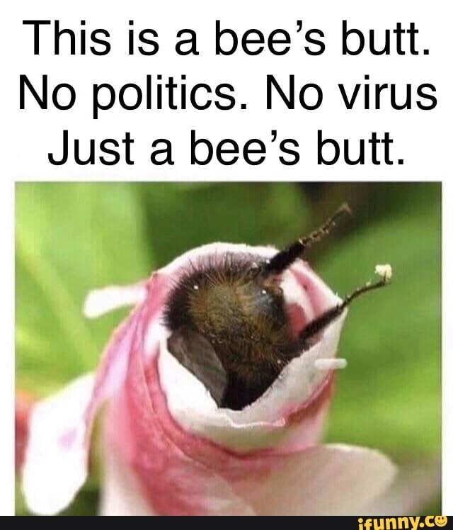 This is a bee's butt.
No politics. No virus
Just a bee's butt.