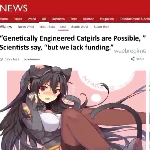 Regarding Genetically-Engineered Catgirls: : r/Animemes