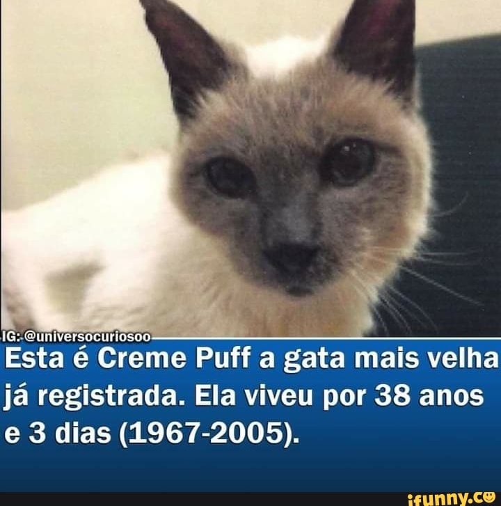IG-Cuniversocuriosoo:
Esta é Creme Puff a gata mais velha
já registrada. Ela viveu por 38 anos e 3 dias (1967-2005).