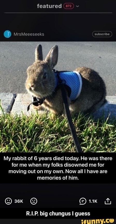 featured (72) ~
@ wismeceseeks subscribe
My rabbit of 6 years died today. He was there for me when my folks disowned me for moving out on my own. Now all I have are memories of him.
3 QrxwK fy
R.LP. big chungus guess - R.I.P. big chungus I guess