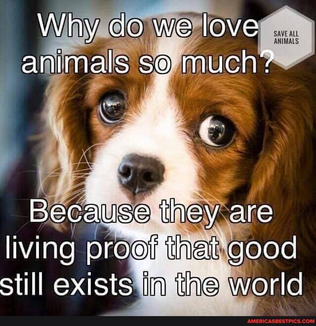 Why de we love animals s@ much?
Becau ise they are living progthat good still exists ta the world