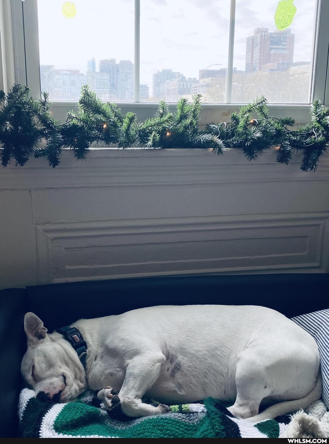 dogs, dog, philadelphia, doggo