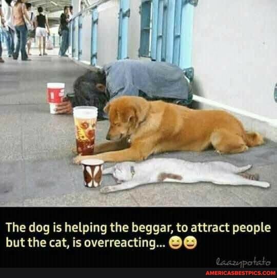 The dog is helping the beggar, to attract people but the cat, is overreacting...