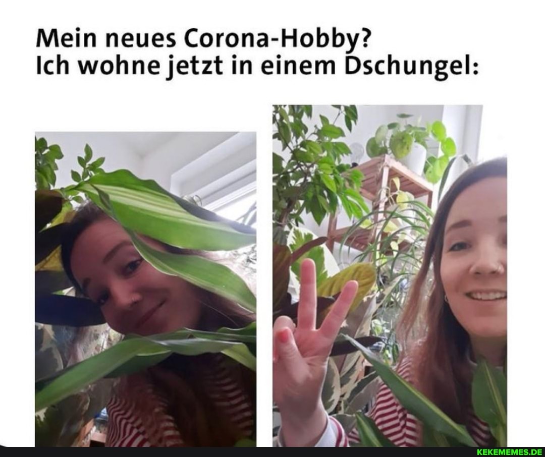 Mein neues Corona-Hobby?
Ich wohne jetzt in einem Dschungel: