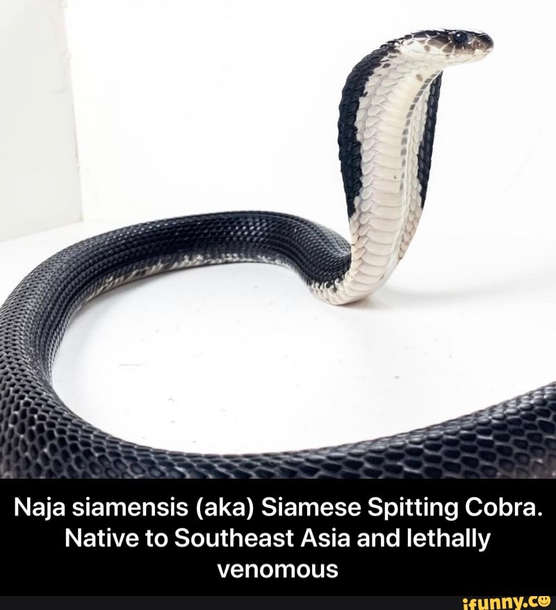 Naja Siamensis (aka) Siamese Spitting Cobra. Native To Southeast Asia ...