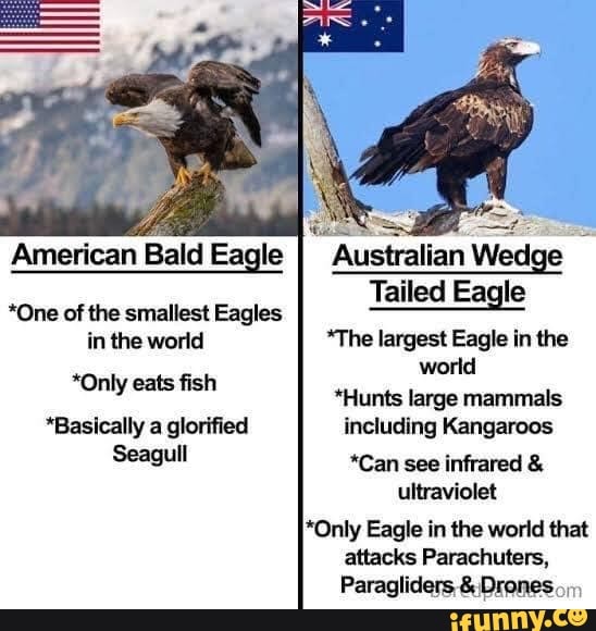 American Bald Eagle I Australian Wedge *One of the smallest Eagles ...