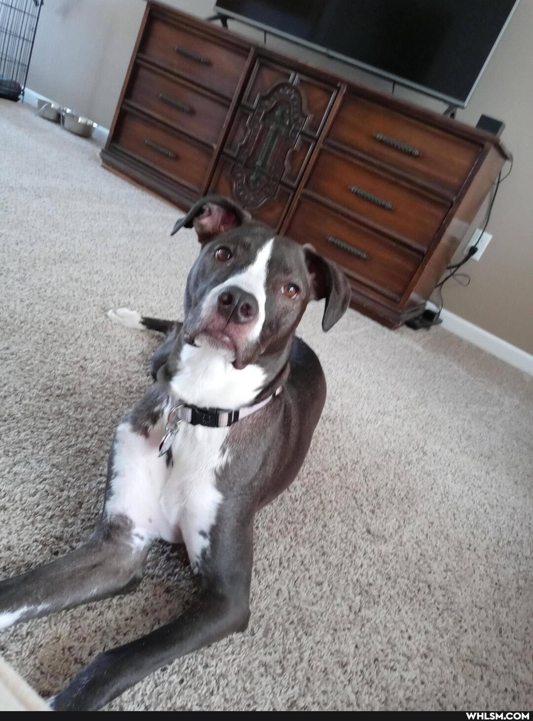 puppy, dog, pets