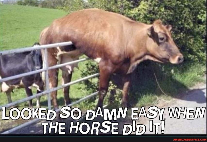LOOKED SO DAMN EASY WHEN THE HORSE plp