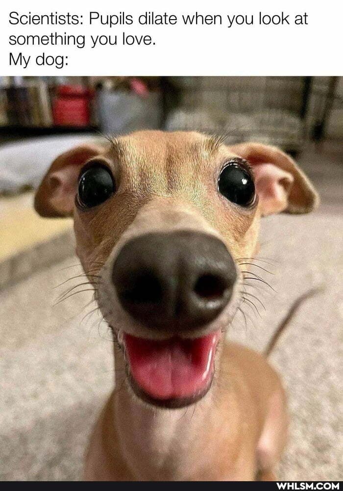 Scientists: Pupils dilate when you look at something you love.
My dog: