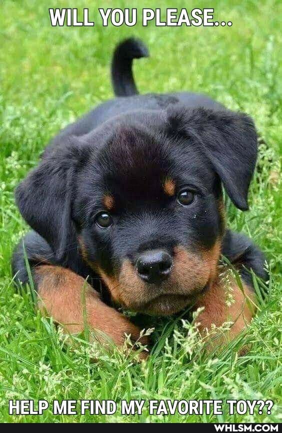 WILL YOU PLEASE...
HELP ME FIND MY FAVORITE TOY??