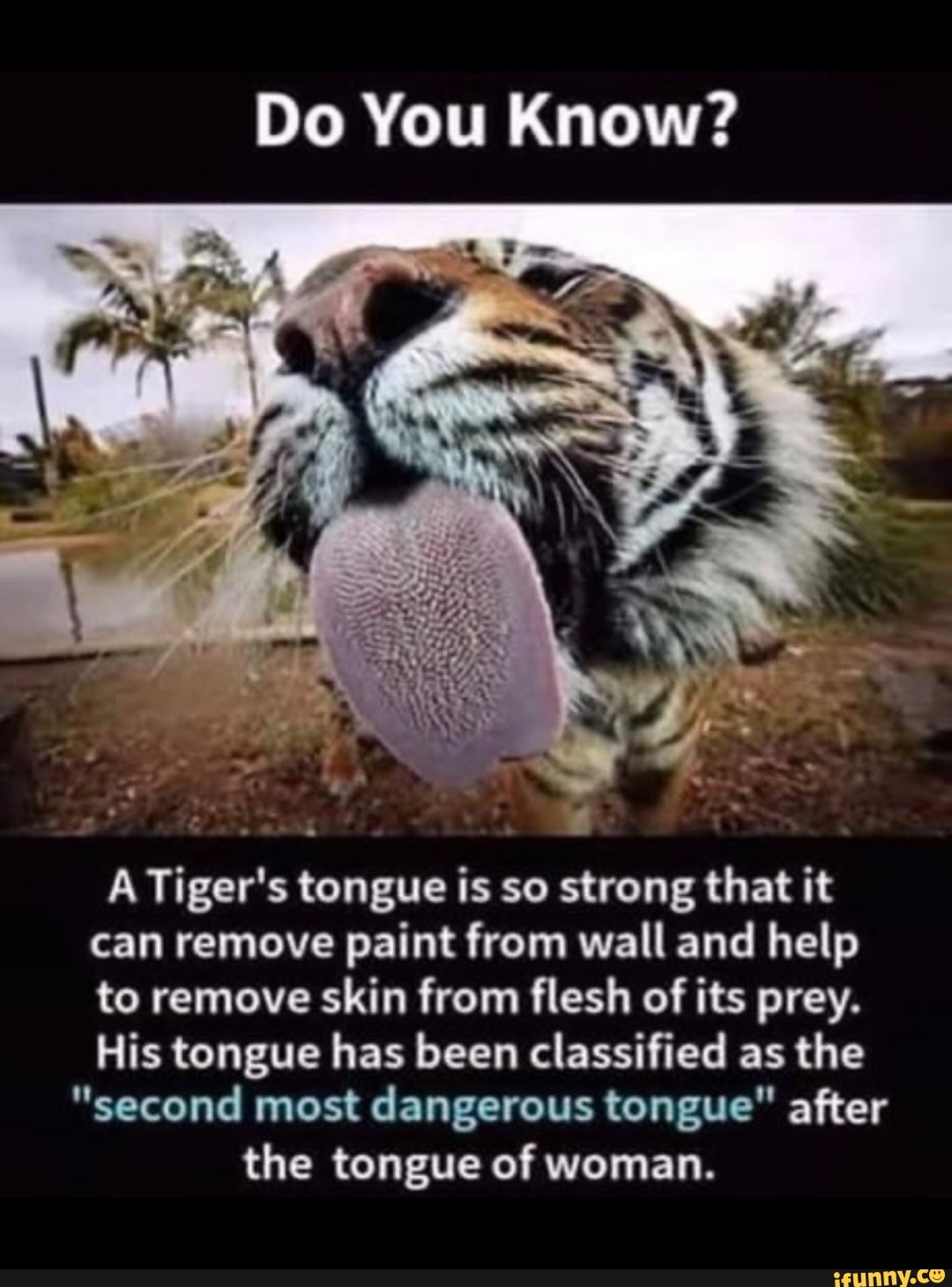 Do You Know A Tiger S Tongue Is So Strong That It Can Remove Paint From Wall And Help To Remove Skin From Flesh Of Its Prey His Tongue Has Been Classified As