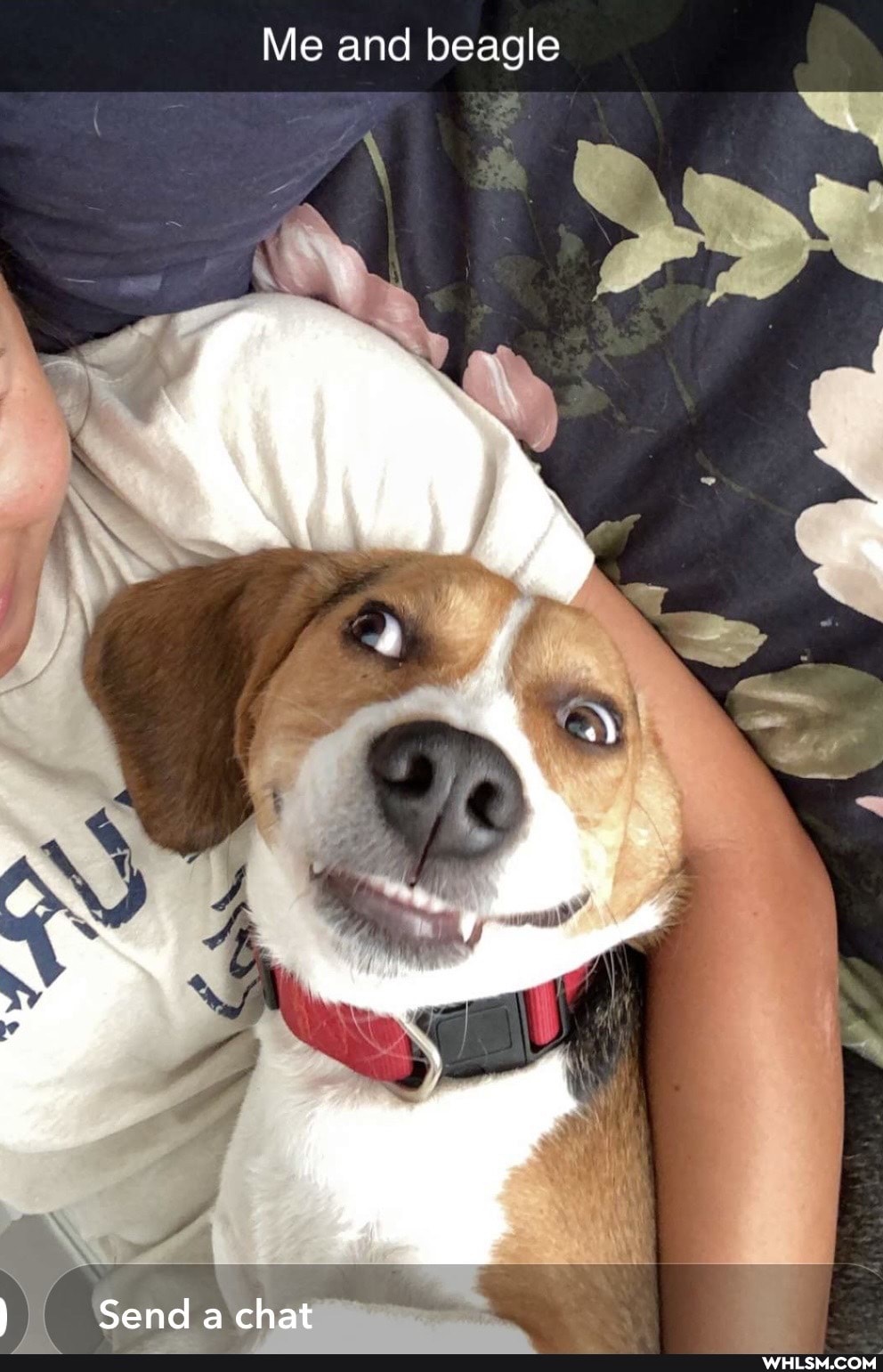 Me and beagle
Send a chat