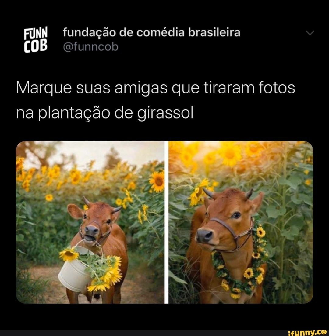 FUNN fundação de comédia brasileira
COB otunncob
Marque suas amigas que tiraram fotos
na plantação de girassol