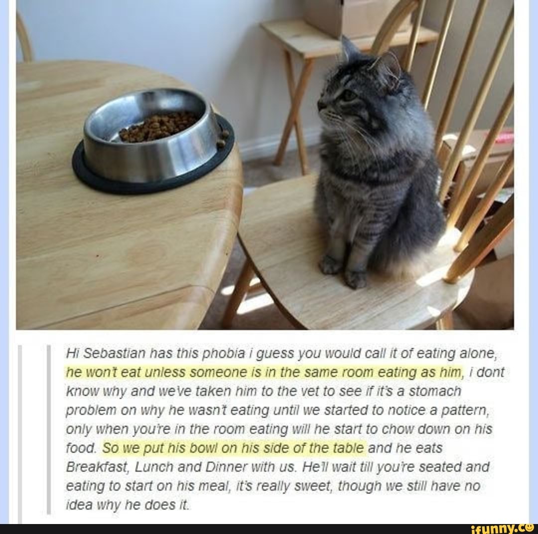 Hi Sebastian has this phobia i guess you would call it of eating alone, he wont eat unless someone is in the same room eating as him, Cont know why and weve taken him to the vet to see if its a stomach problem on why he wasnt eating until we started to notice a pattern, only when youre in the room eating will he start to chow down on his food. So we put his bow! on his side of the table and he eats
Breakfast, Lunch and Dinner with us. Hell wait till youre seated and eating to start on his meal, it's really sweet, though we still have no idea why he does it.