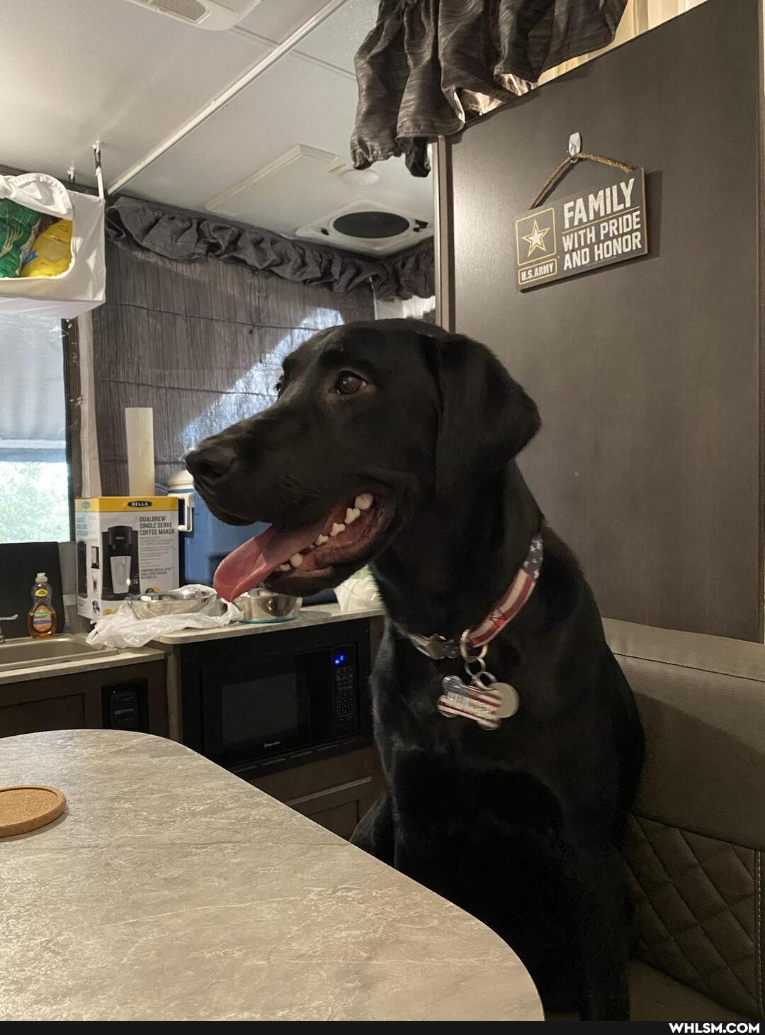 dogs, puppy, pets, pupper