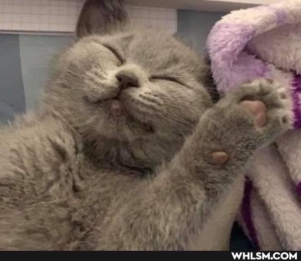 cats, beautiful