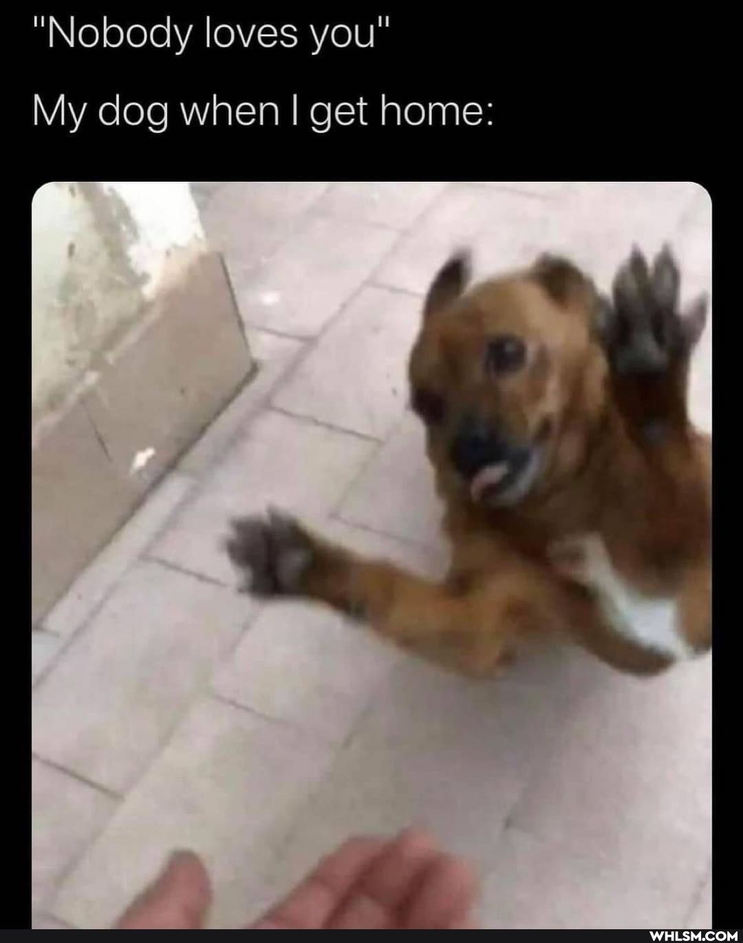 "Nobody loves you"
My dog when I get home: