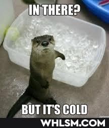 otters, 12th_favorite, aww