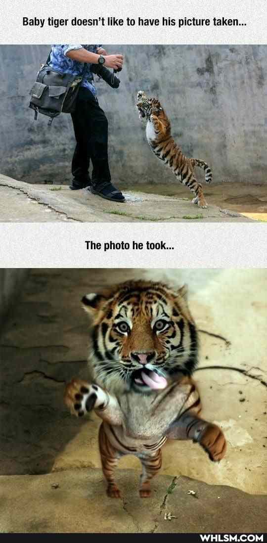 Baby tiger doesn't like to have his picture taken...