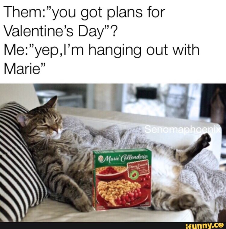 I Know It S Not Valentine S Day But It S Caturday So Here S A Cat Meme For You Guys Expect More Later Happy Caturday Got Plans For Valentine S Day Hanging Out With Marie