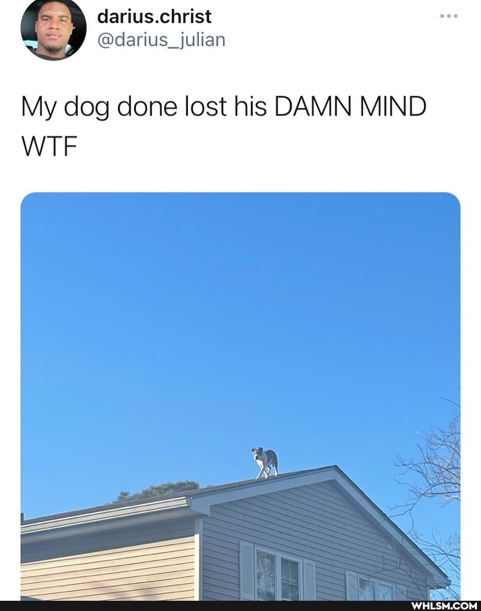 darius.christ
@darius_julian
My dog done lost his DAMN MIND
WTF