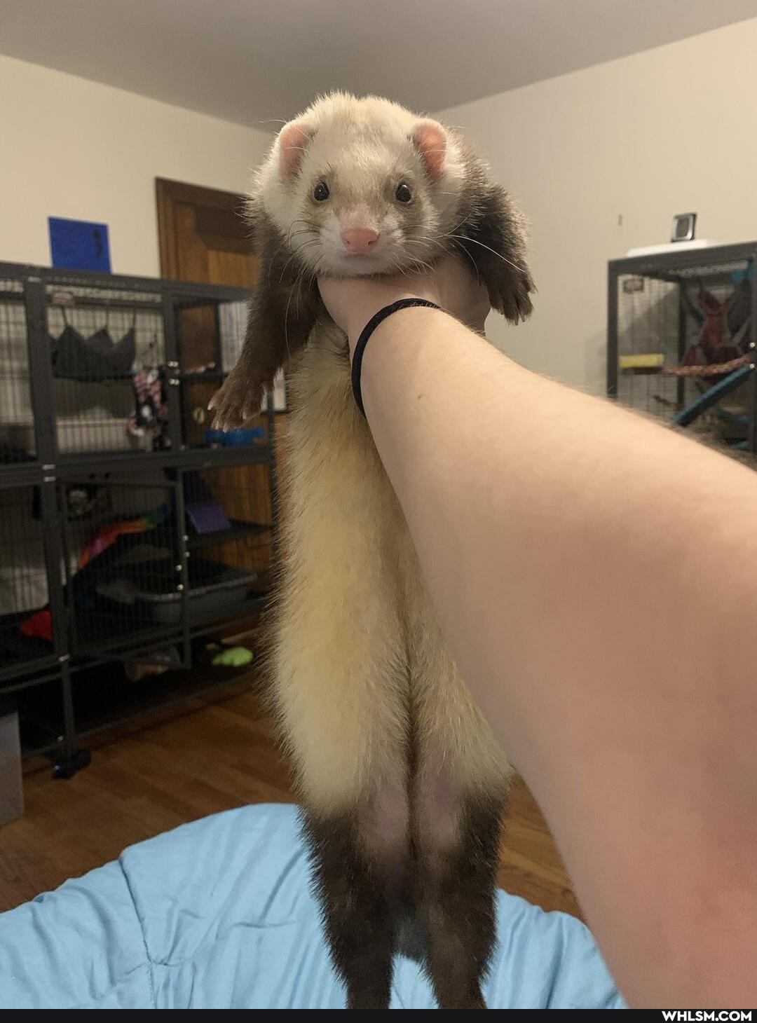 ferrets, avatar_the_last_airbender, pets, ferret