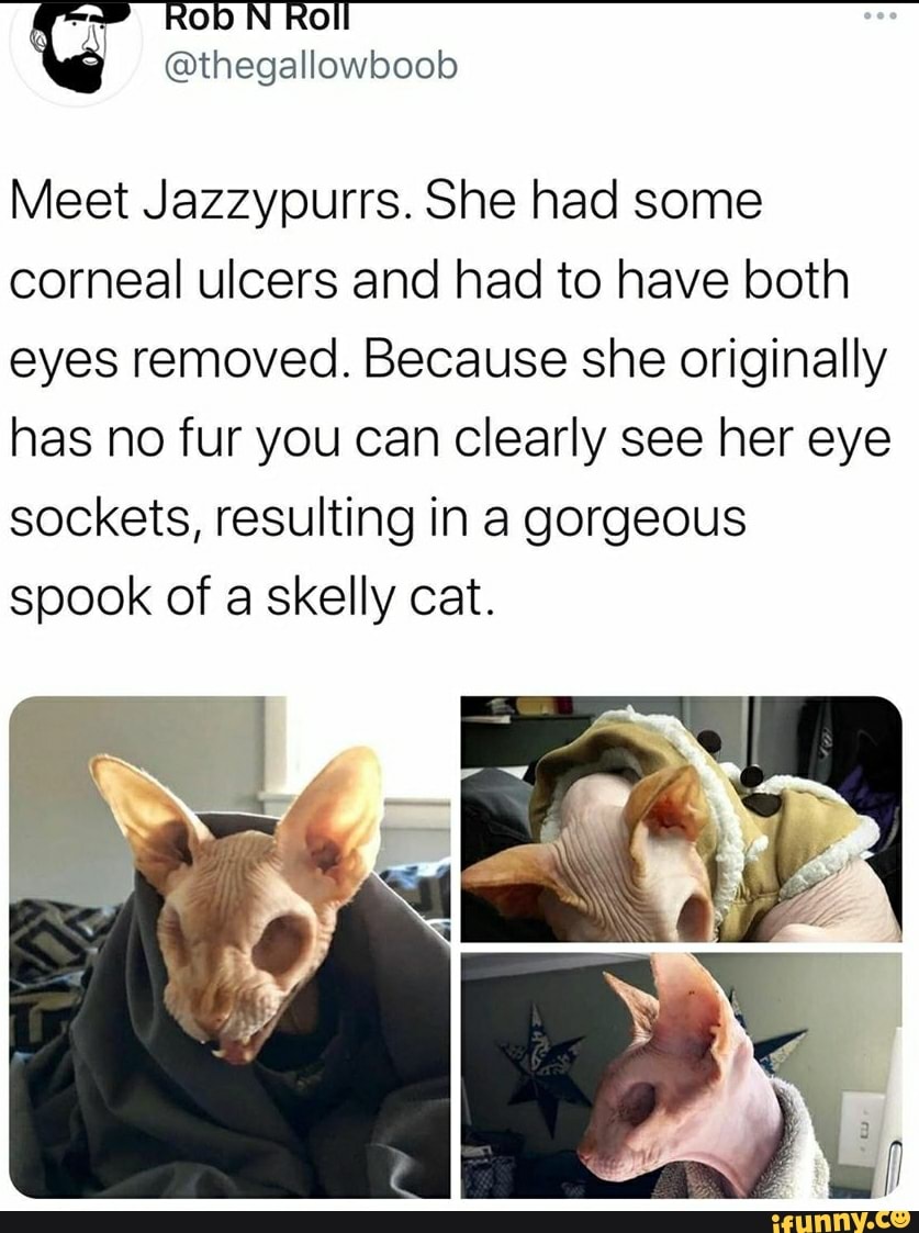 Meet Jazzypurrs. She had some corneal ulcers and had to have both eyes removed. Because she originally has no fur you can clearly see her eye sockets, resulting in a gorgeous spook of a skelly cat.
SS