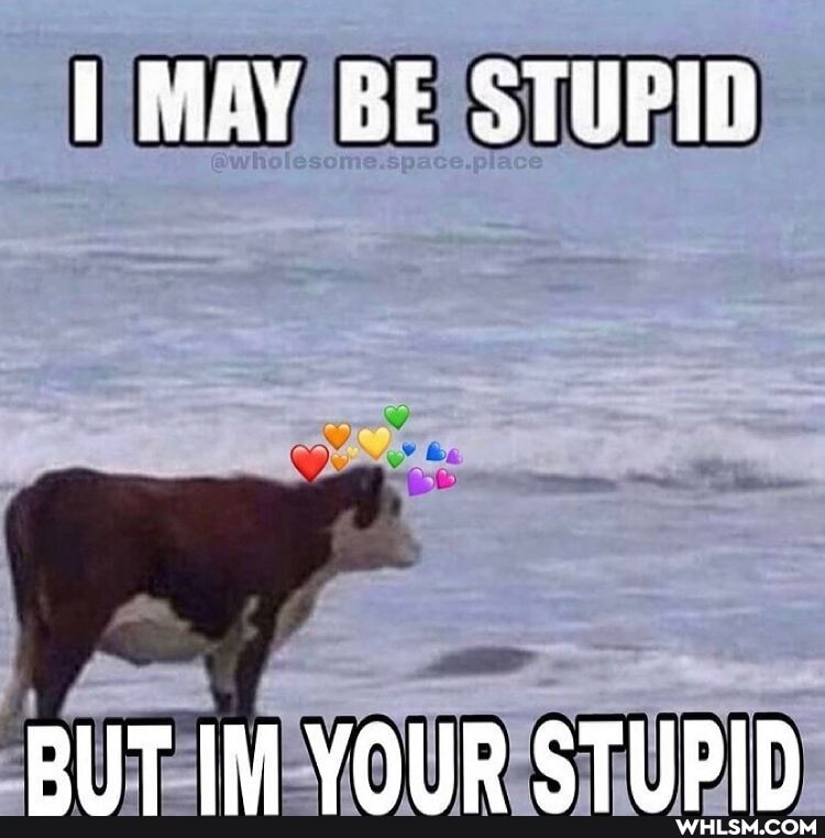 MAY BE STUPID
PIT IM VOID CT