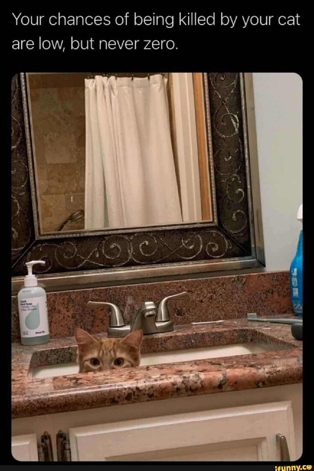 Your chances of being killed by your cat are low, but never zero. - iFunny