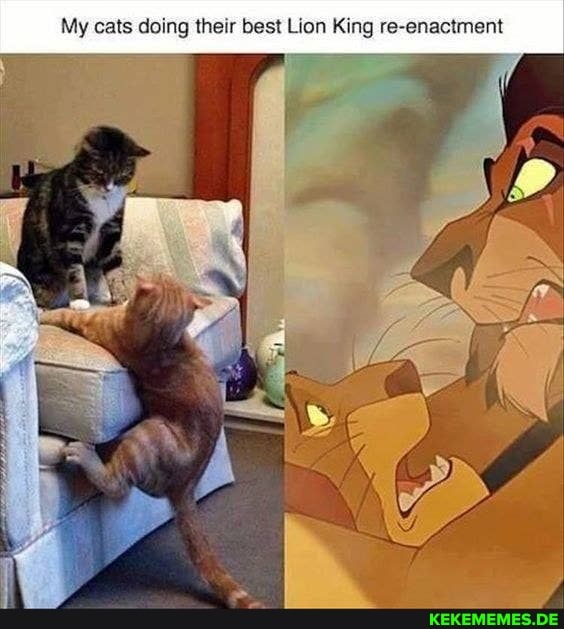 My cats doing their best Lion King re-enactment