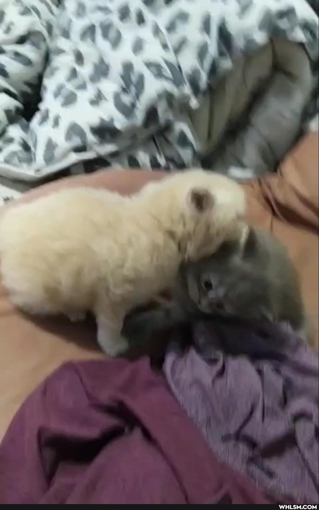 cat, kitten, baby_animals, donation, help