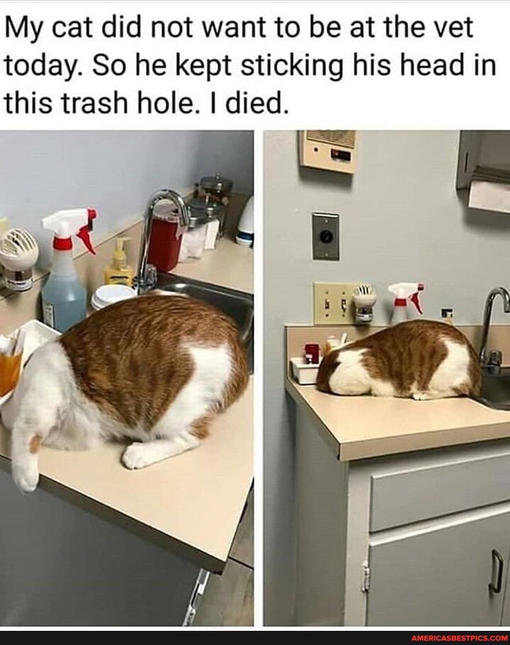 My cat did not want to be at the vet
today. So he kept sticking his head in this trash hole. I died.
oN we.