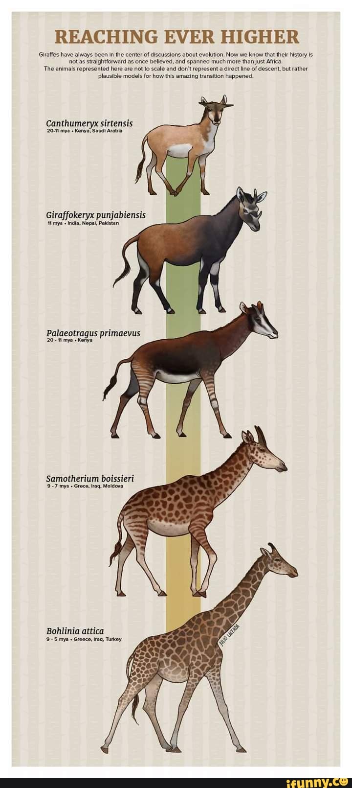 REACHING EVER HIGHER Giraffes have always been in the center of