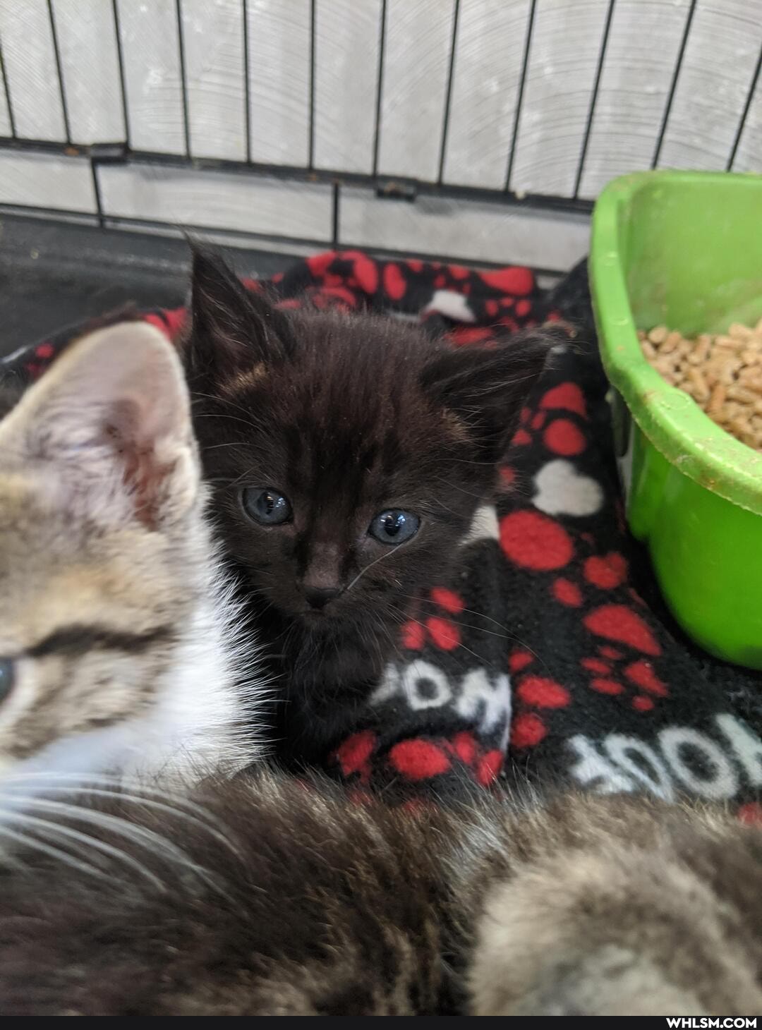 kitten, adorable, baby_animals, rescue_kitten