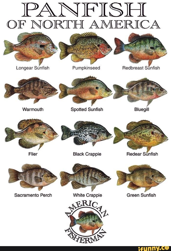 FISH OF NORTH AMERICA Longear Sunfish Pumpkinseed Redbreast Sinfish