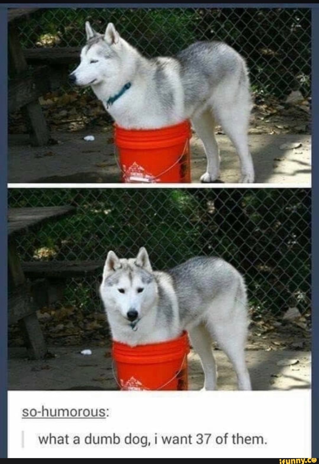 so-humorous:
what a dumb dog, want 37 of them.