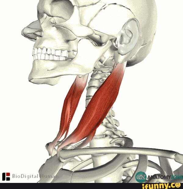 Грудино сосцевидная мышца. Грудино-ключично-сосцевидная мышца. Грудино-ключично-сосцевидная мышца анатомия. Грудино ключично сосцевидная мышца 3d. 2. Грудино-ключично-сосцевидная мышца.