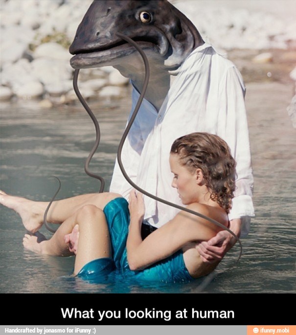 What you looking at human - What you looking at human