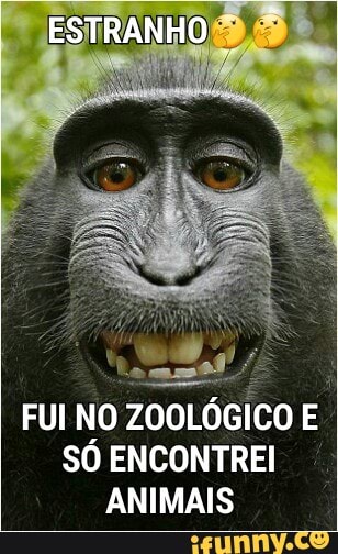 FUI NO
ZOOLÓGICO E
SÓ ENCONTREI
ANIMAIS