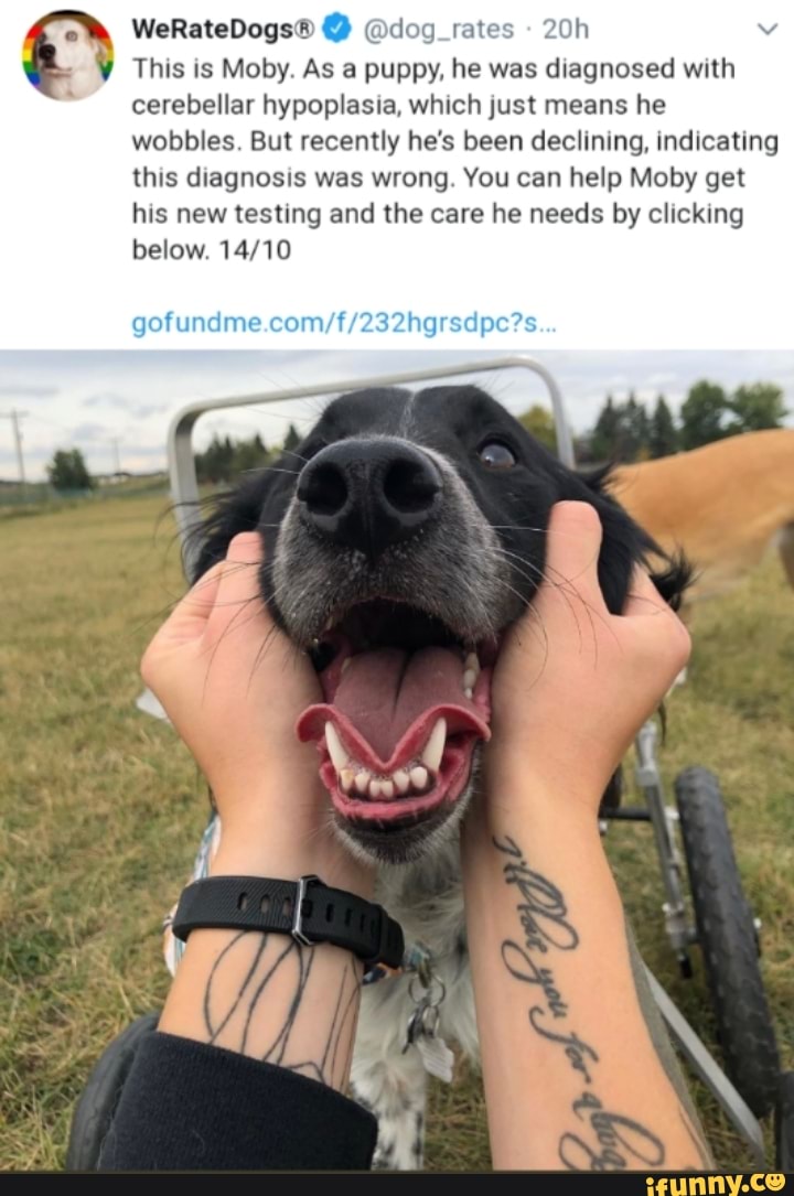 This is Moby. As a puppy, he was diagnosed with
cerebellar hypoplasia, which just means he
wobbles. But recently he's been declining, indicating
this diagnosis was wrong. You can help Moby get
his new testing and the care he needs by clicking
below. 14/10
gofundme.com/f/