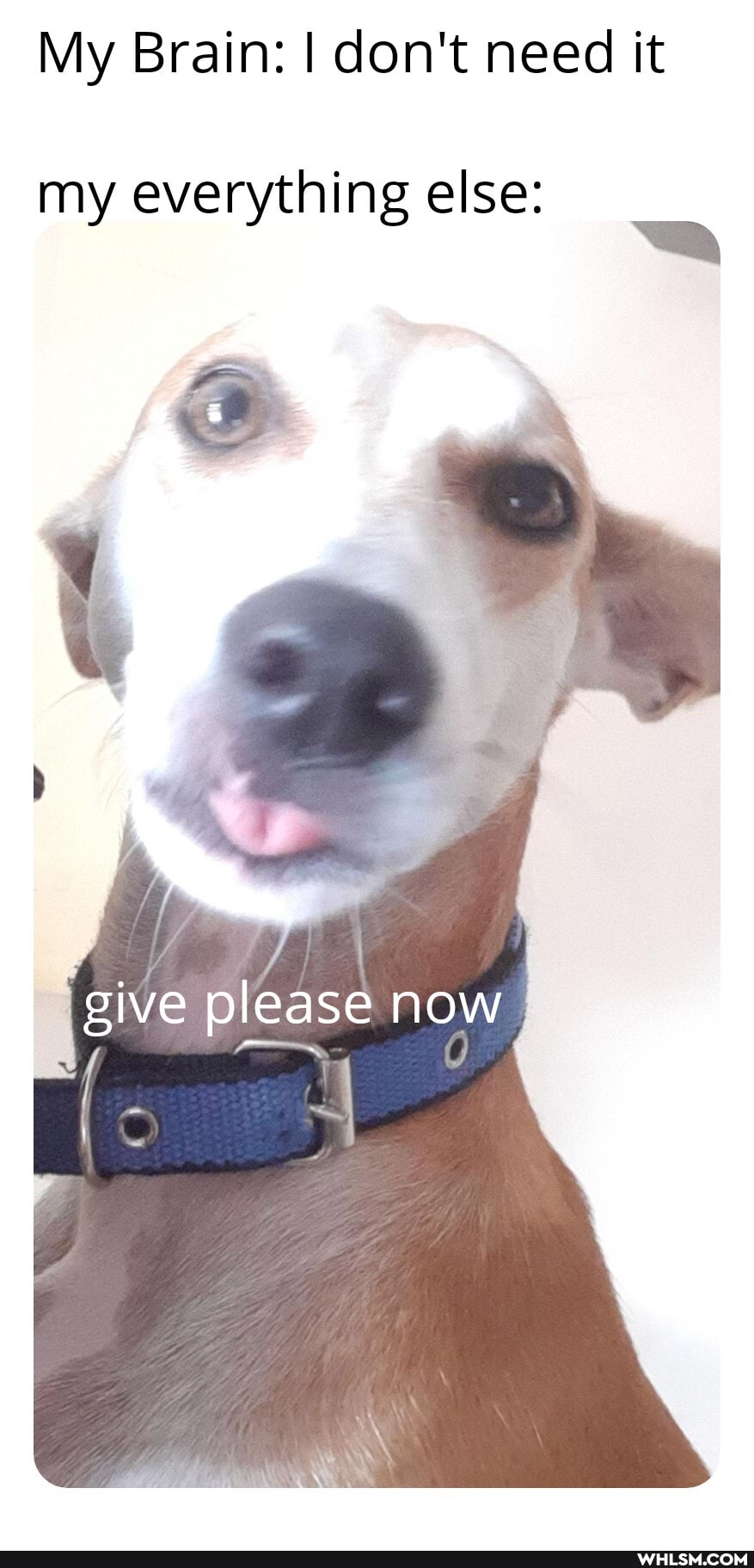 My Brain: I don't need it
my everything else:
give please now