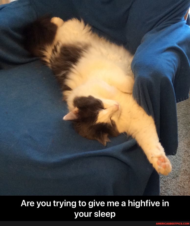 Are you trying to give me a highfive in your sleep - Are you trying to give me a highfive in your sleep