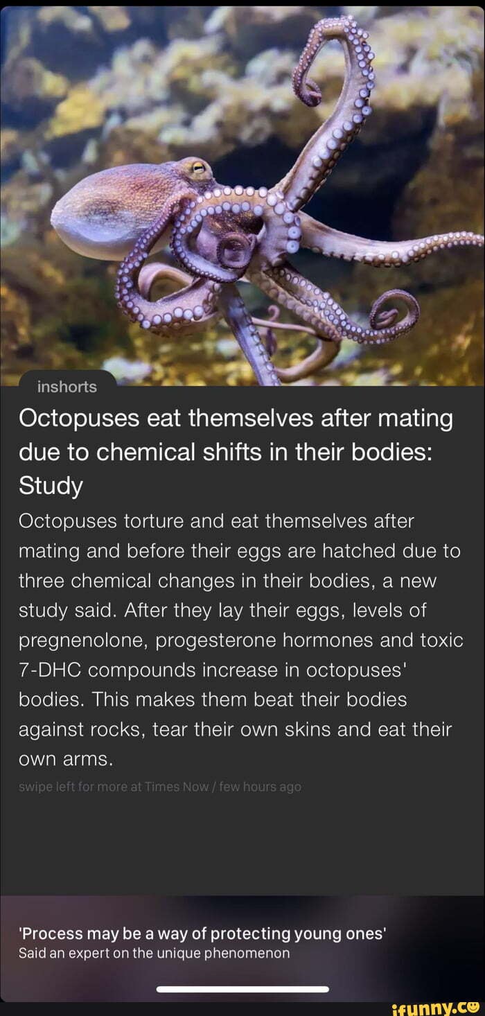 Inshorts Octopuses eat themselves after mating due to chemical shifts